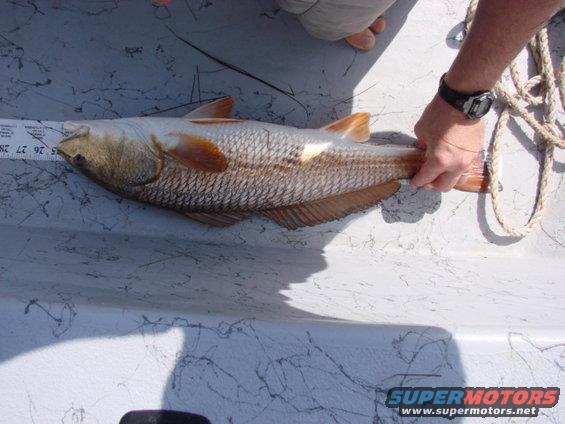 dsc00613.jpg Fish 1 Length