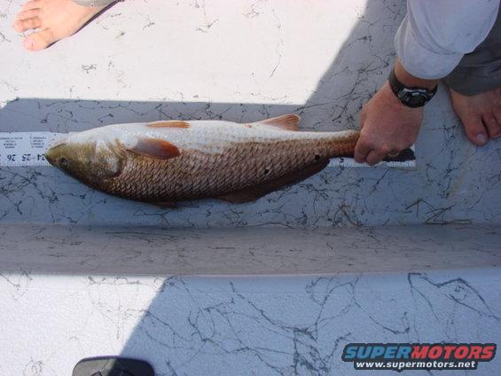 dsc00615.jpg Fish 2 Length
