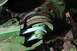 1987 Ford Bronco - Close-up view of a green engine pulley system with a blue belt, showing signs of wear and rust.