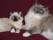 2003 Ford Crown Victoria - Two ragdoll cats, one adult and one kitten, rest on a red surface, their striking blue eyes prominent.
