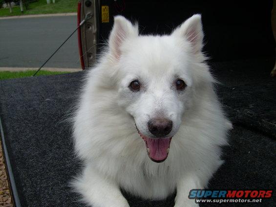 White dog lying in the bed of a pickup truck