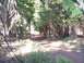 1994 Ford F-150 - A dirt path winds through a dense forest with sunlight dappling the ground.