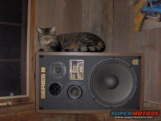 Tabby cat resting on a large speaker labeled "SERIES III" with multiple drivers