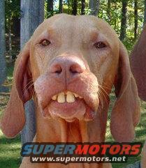 dog-teeth.jpg 