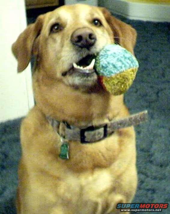 hunny01.jpg Hunny, 6/15/03