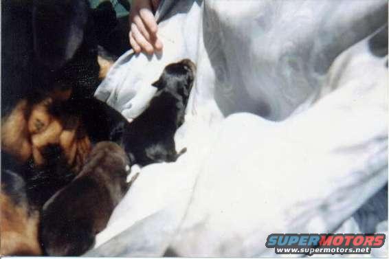 puppies_1.jpg puppies