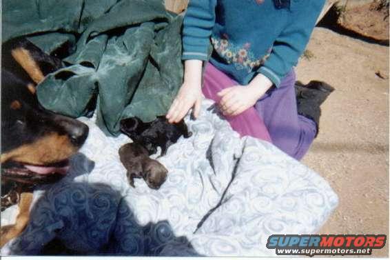 Puppies and a dog on a blanket with a child's hand petting them