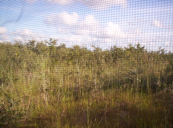 image001.jpg See the Javelina