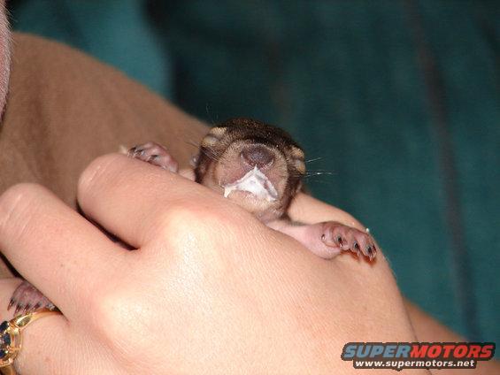 rocky-the-squirl-006.jpg Got Milk?