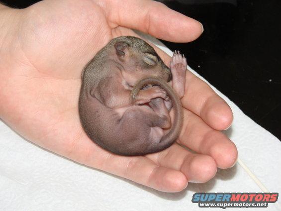 Newborn squirrel curled asleep in a palm. Watermark reads SUPERMOTORS
