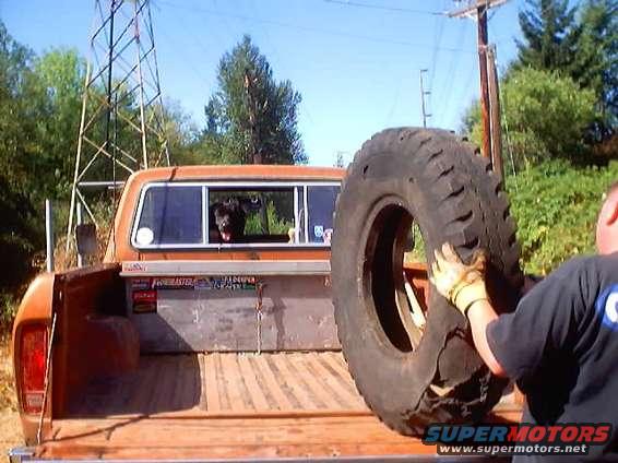 Orange pickup truck bed with a dog looking out the window and a guy holding a large tire