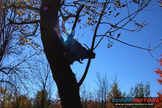 Tree with a dark, dragon-like shape on a branch against a blue sky. Some fall leaves visible