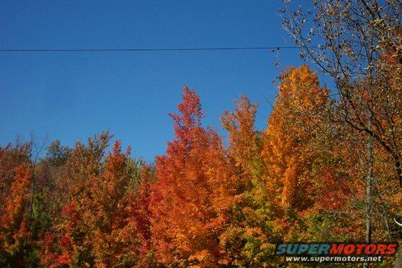 Trees with bright orange and red leaves against a clear blue sky. A power line is visible across the top