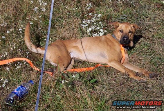 Dog lying down in dry grass with a water bottle and orange straps nearby
