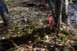 1979 Ford Bronco - A blurry outdoor scene shows the ground covered in leaves, a red strap, and a discarded can, with a Supermotors watermark.