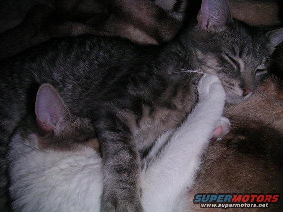 Two cats sleeping on a brown blanket. One cat has a white paw over its face