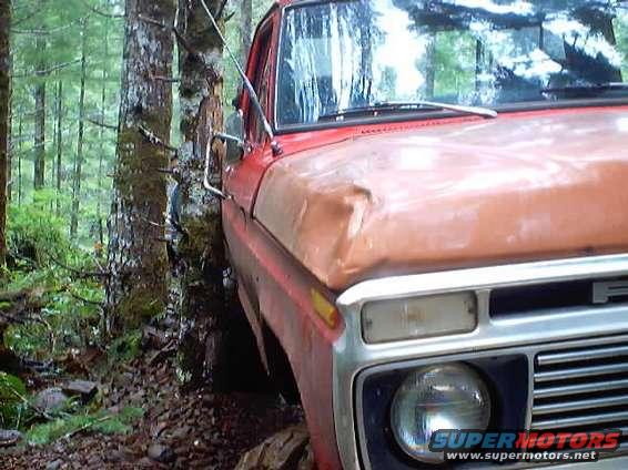 1976 Ford F-100 front fender and headlight, stuck between trees in a forest