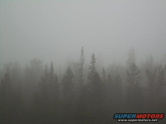 coney-flats-10806-044.jpg gorgeous treeline in the fog