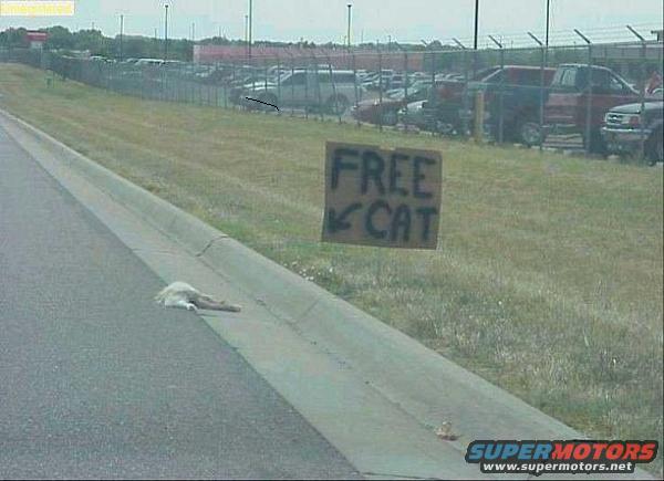 Cat lying on the side of the road next to a "FREE CAT" sign