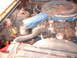 1970 Mercury Cyclone - The engine bay of a 1970 Mercury Cyclone shows a 351 2V engine with significant rust and wear.