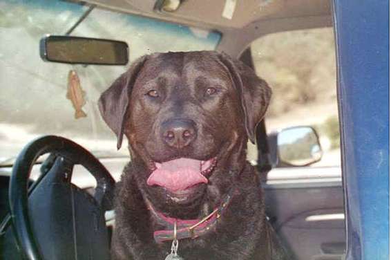 broncodog.jpg Bronco Dog