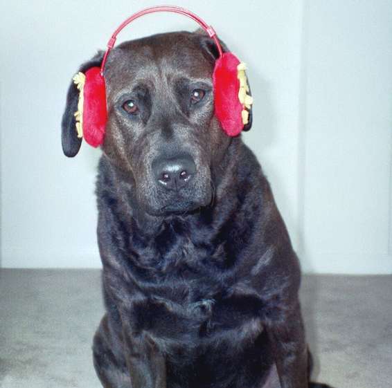 troutearmuff.jpg the GF likes to  torture the dog