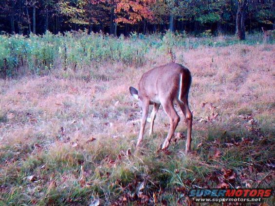 deer grazing in a grassy field with trees in the background