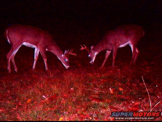 two deer in a field at night