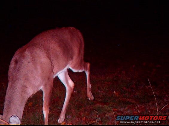 Deer with brown fur and white legs grazes in a dark, grassy field with fallen leaves