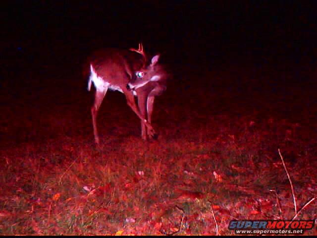 Deer in a field at night, illuminated by red light