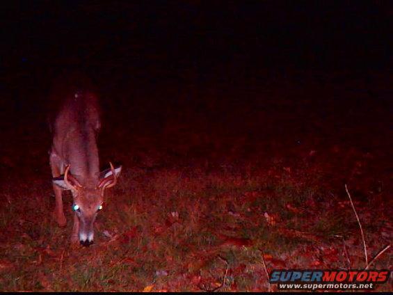 Deer with antlers stands in grass at night, illuminated by a light source. Supermotors.net logo visible at bottom right