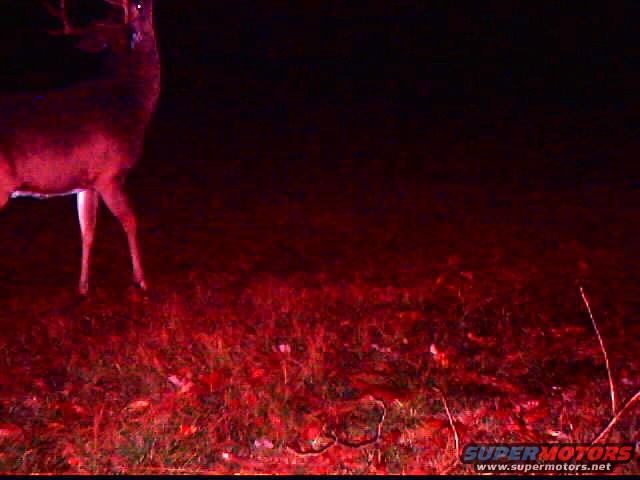 deer standing in grass at night, illuminated by red light. Supermotors.net logo in corner
