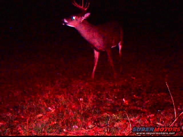 Deer with antlers in a field at night, illuminated by red light