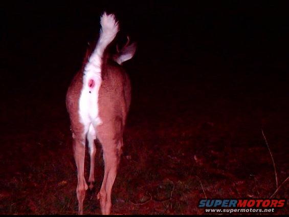 Deer rear end with white tail raised, at night