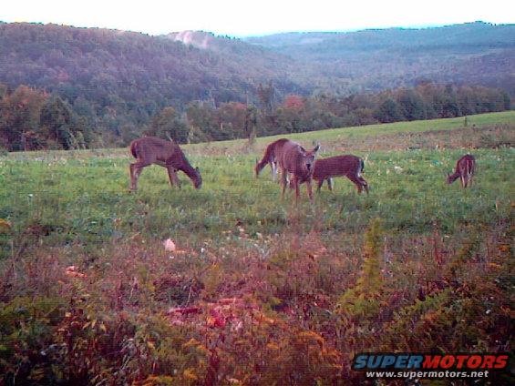 Deer grazing in a grassy field with trees and hills in the background