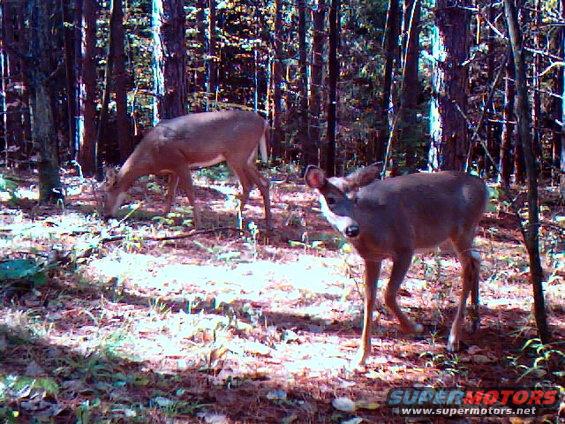 Two deer are in a wooded area. One is grazing, the other is looking at the camera