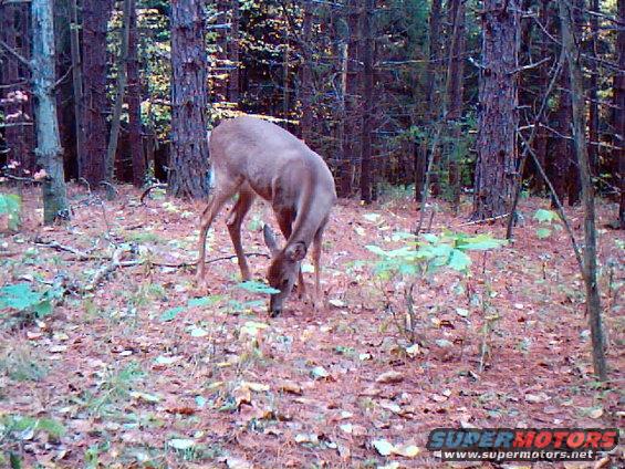 Deer grazing in a forest clearing with pine trees and fallen leaves