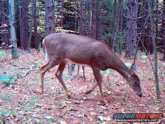Deer grazing in a forest clearing