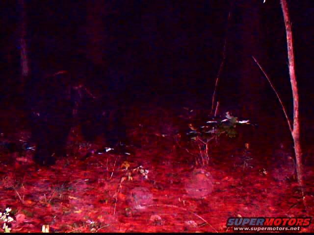 Forest floor with red-lit vegetation and trees at night