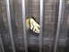 1988 Ford C-350 (Centurion Conversions) - A butterfly rests on a metal grate, its wings displaying intricate patterns.