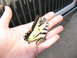 1988 Ford C-350 (Centurion Conversions) - A butterfly rests on a hand, with a vehicle's grille visible in the background.