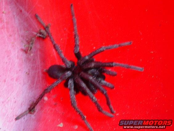 Spider on a red surface with some webbing