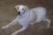 1994 Ford F-150 - A dog with white and tan fur rests on a textured brown surface.