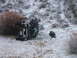 1992 Ford Ranger - A black 1992 Ford Ranger lies overturned on its side in a snowy, brush-covered area.