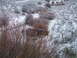 1992 Ford Ranger - A weathered truck sits abandoned in a snow-covered rural area, surrounded by winter vegetation.