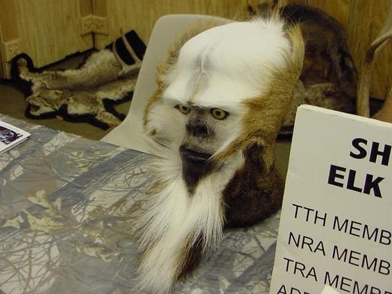 ass20ape.jpg Ass Ape