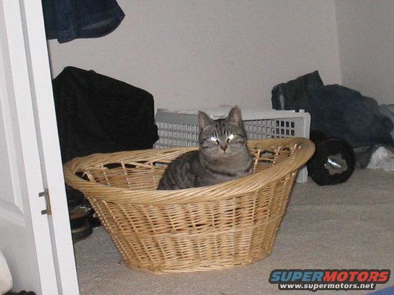 Cat in a wicker basket, eyes reflecting light