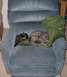 1990 Ford Probe - Two cats are sleeping on a blue recliner chair, one curled up on a green blanket.