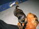 1990 Ford Probe - A tortoiseshell cat is playing with orange plastic bags on the floor near a blue mattress.