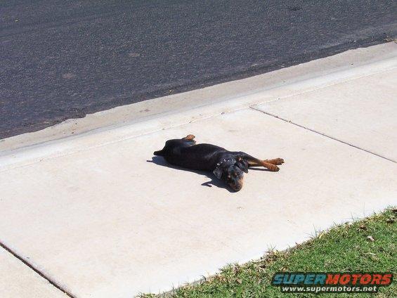 Rottweiler dog sprawled on a concrete sidewalk next to a street